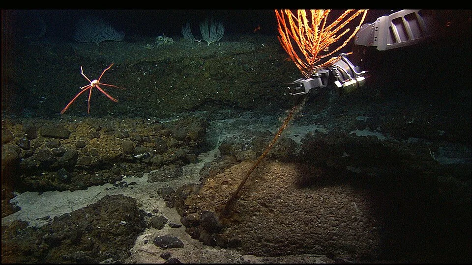 Hercules ROV manipulator collecting a deep-sea coral sample